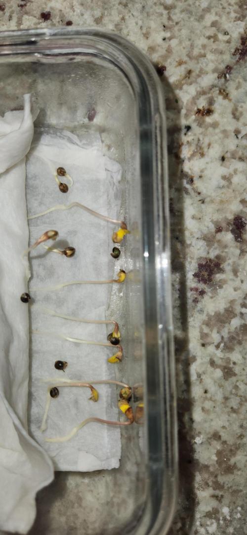 Chinook Haze. Week 0