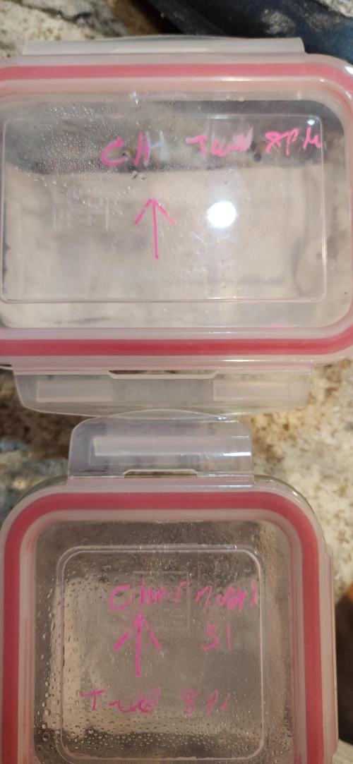 Chinook Haze. Week 0