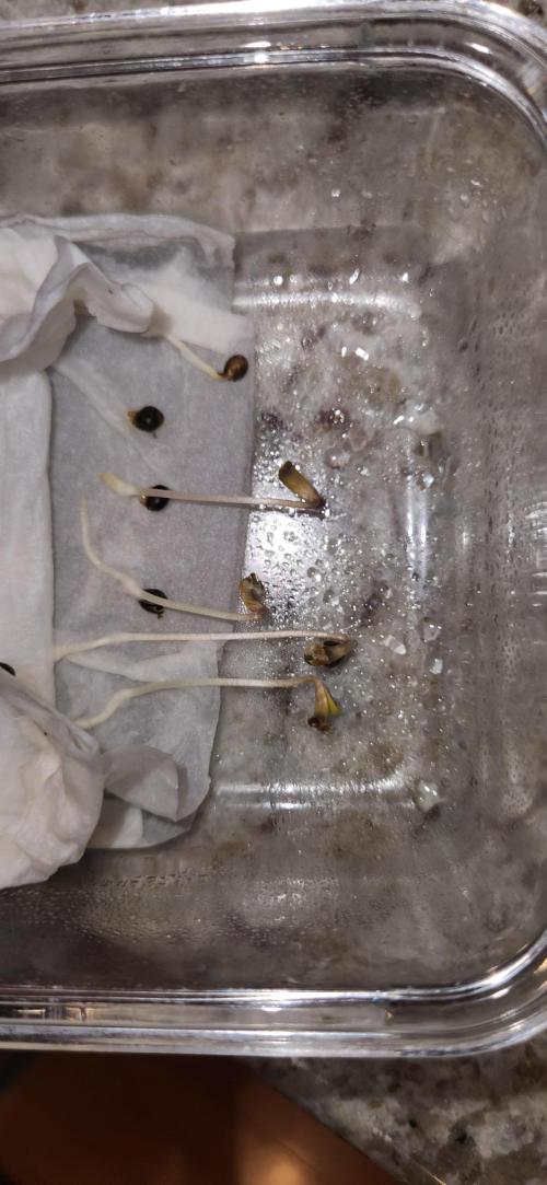 Chinook Haze. Week 0