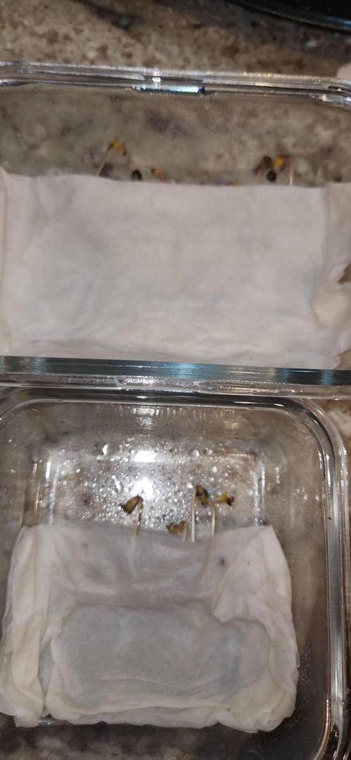 Chinook Haze. Week 0