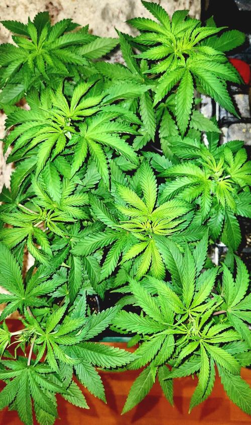 Chinook Haze. Week 0