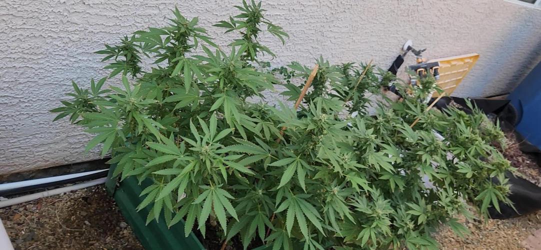 Tombstone trichomes A pheno Hunt