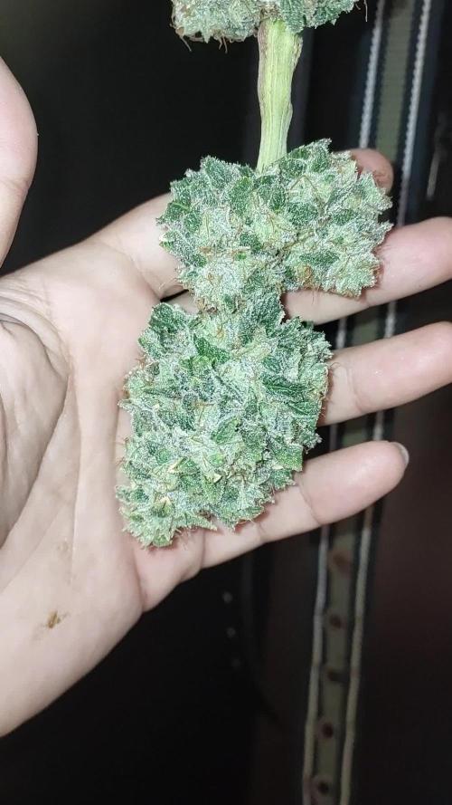 GSC Seedstockers