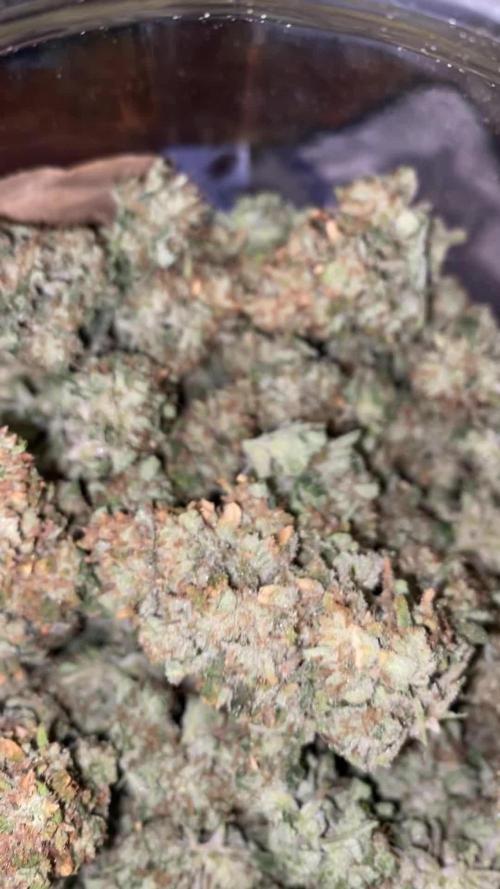 GSC Seedstockers
