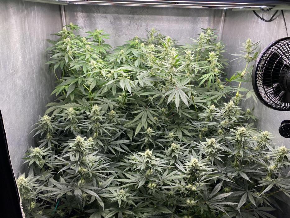 Forbidden Fruit Cake - Pure Instinto.. Week 8