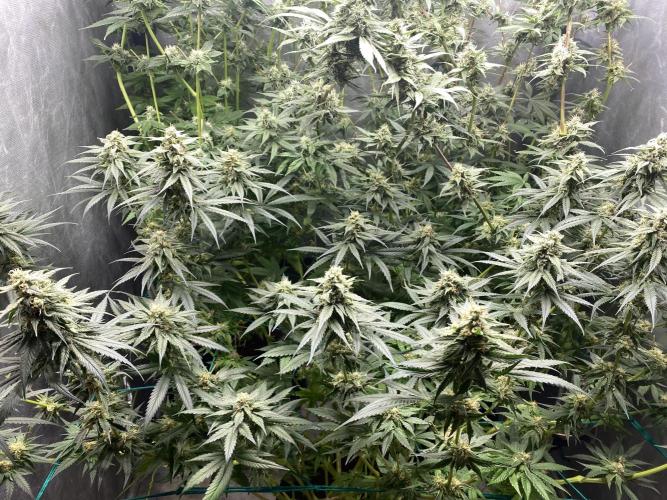 Forbidden Fruit Cake - Pure Instinto.. Week 10