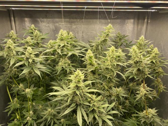 Forbidden Fruit Cake - Pure Instinto.. Week 10