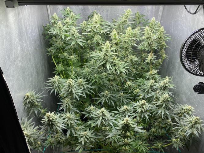 Forbidden Fruit Cake - Pure Instinto.. Week 10