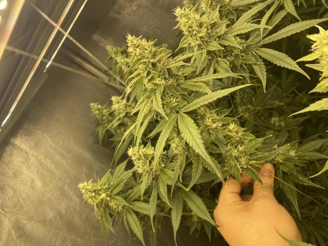 Forbidden Fruit Cake - Pure Instinto.. Week 12