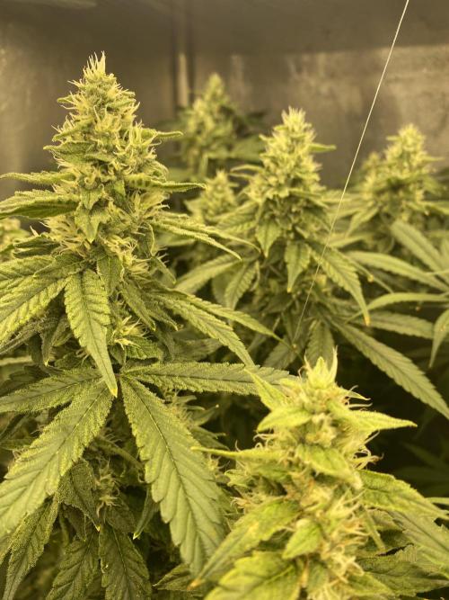 Forbidden Fruit Cake - Pure Instinto.. Week 12