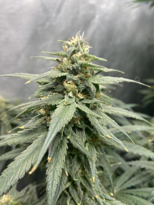 Forbidden Fruit Cake - Pure Instinto.. Week 12