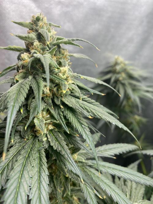 Forbidden Fruit Cake - Pure Instinto.. Week 12