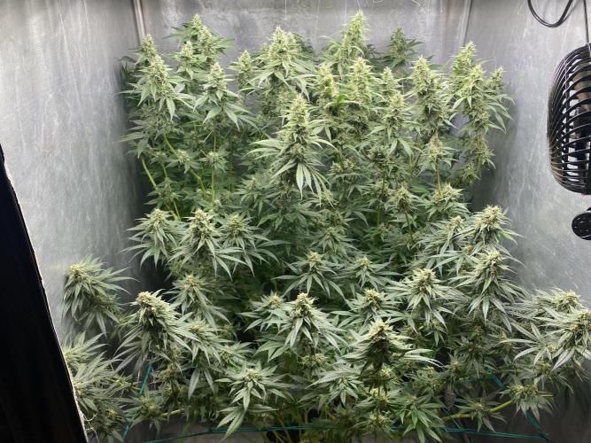 Forbidden Fruit Cake - Pure Instinto.. Week 12