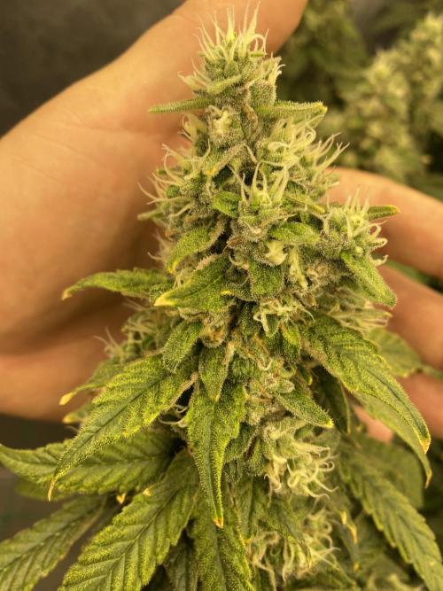 Forbidden Fruit Cake - Pure Instinto.. Week 13 - Feno 3