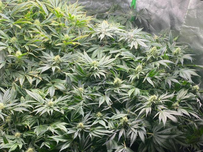 Purosal. Week 6