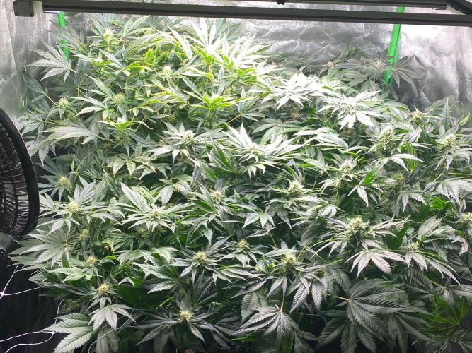 Purosal. Week 6