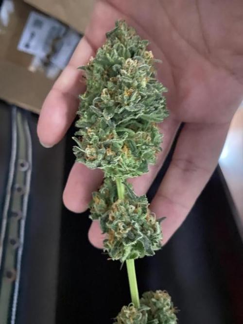 Forbidden Fruit Cake - Pure Instinto.. Week 13 - Feno 1