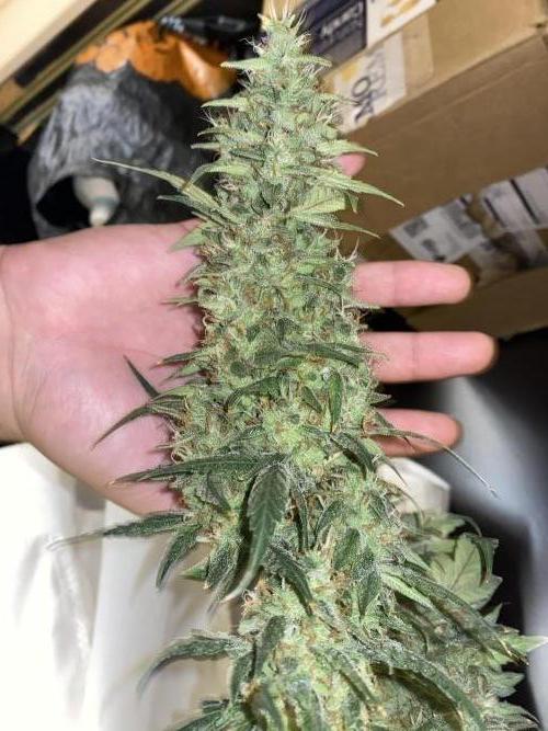 Forbidden Fruit Cake - Pure Instinto.. Week 13 - Feno 2