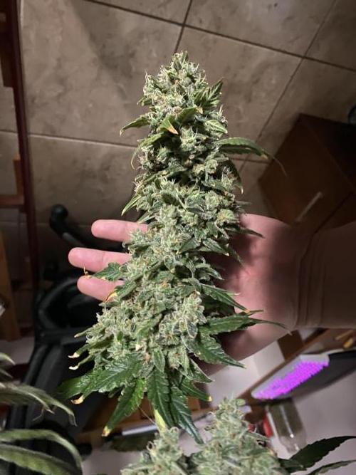 Forbidden Fruit Cake - Pure Instinto.. Week 13 - Feno 3