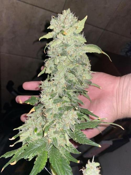 Forbidden Fruit Cake - Pure Instinto.. Week 13 - Feno 3