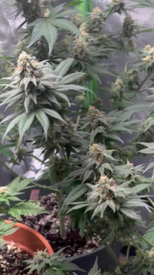 #7 - Girl Scout Cookies