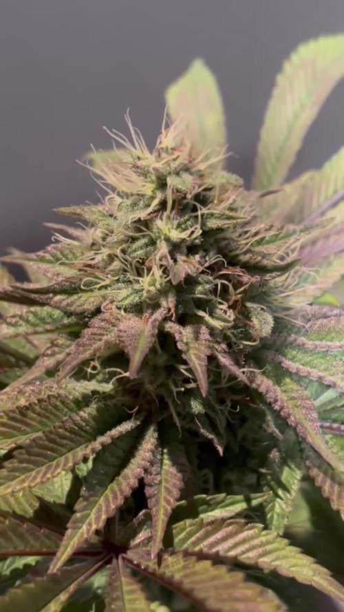 #10 - Eternity Grow Cup 2025 - Runtz