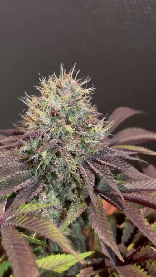 #10 - Eternity Grow Cup 2025 - Runtz