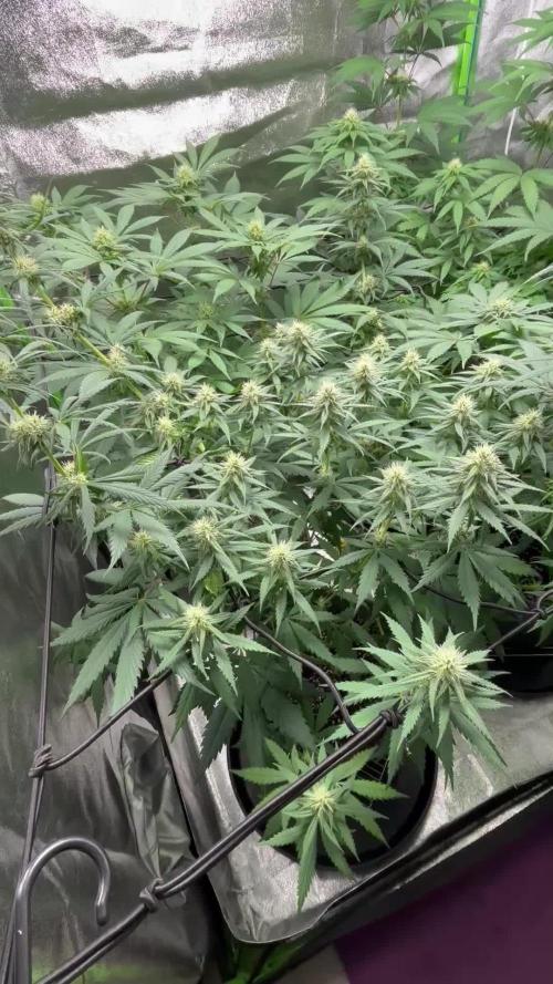 #11 - Cheese 'n Runtz