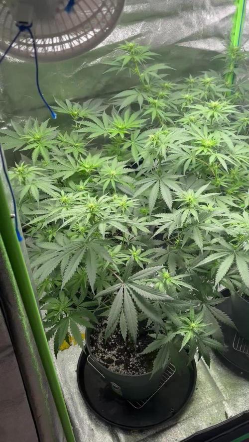 #13 Skywalker OG (Zamnesia Seeds)