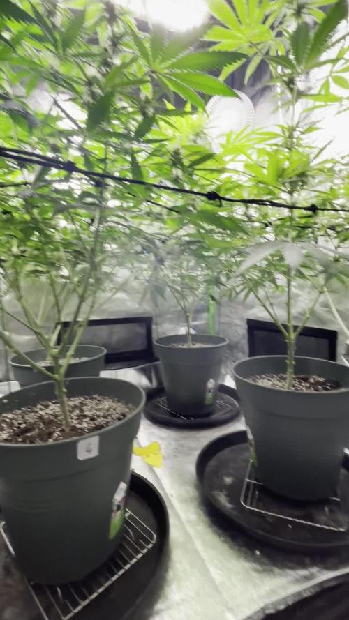 #13 Skywalker OG (Zamnesia Seeds)