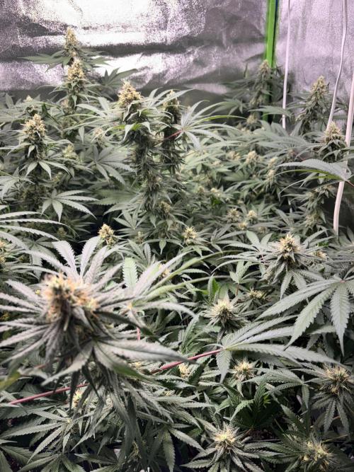 #13 Skywalker OG (Zamnesia Seeds). Week 13 - 5/11