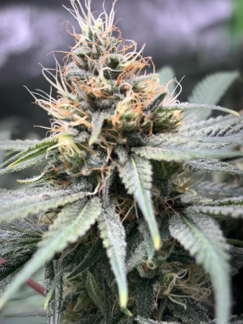 #13 Skywalker OG (Zamnesia Seeds). Week 13 - 5/11 - N°3