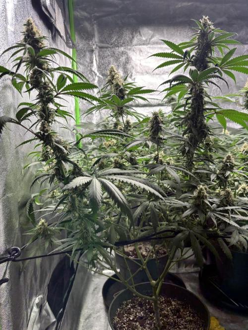 #14 - Barney's LSD Feminsed. Week 12 - 5/11