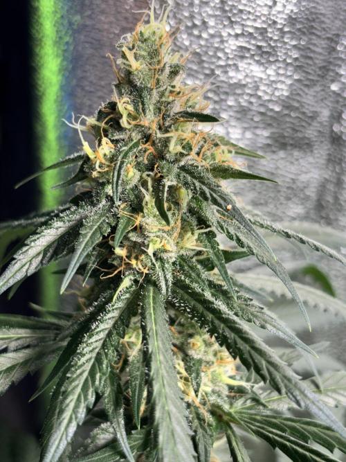 #14 - Barney's LSD Feminsed. Week 12 - 5/11