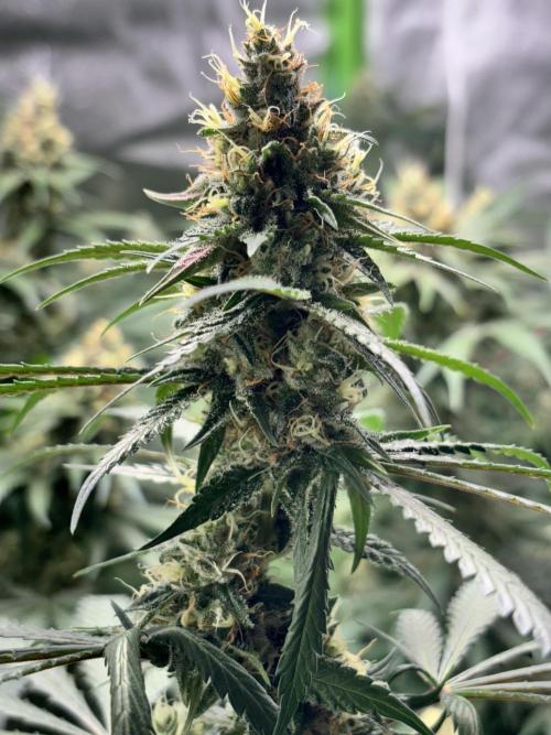 #14 - Barney's LSD Feminsed. Week 12 - 5/11