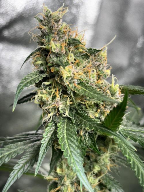 #14 - Barney's LSD Feminsed. Week 12 - 5/11