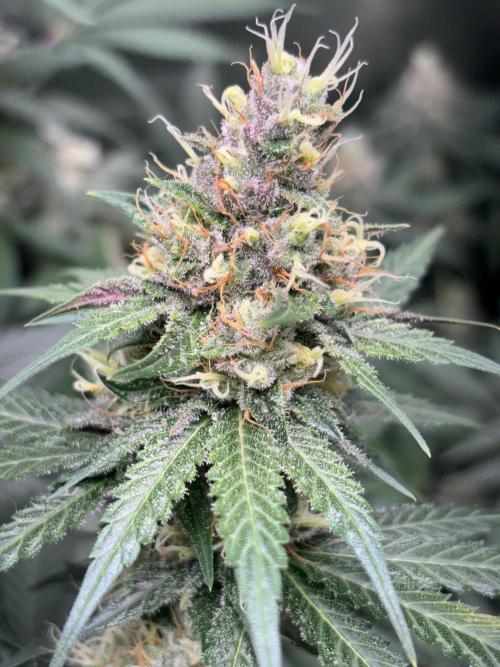 #14 - Barney's LSD Feminsed. Week 12 - 5/11