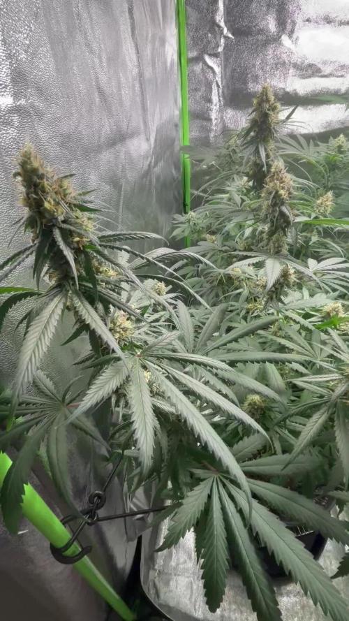 #14 - Barney's LSD Feminsed