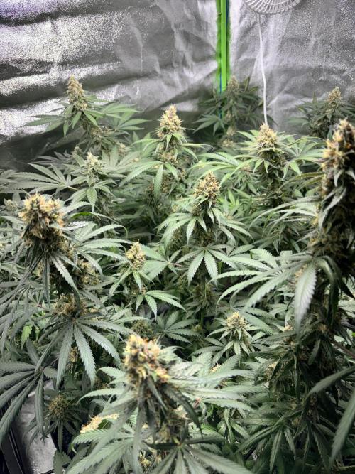 #13 Skywalker OG (Zamnesia Seeds). Week 14