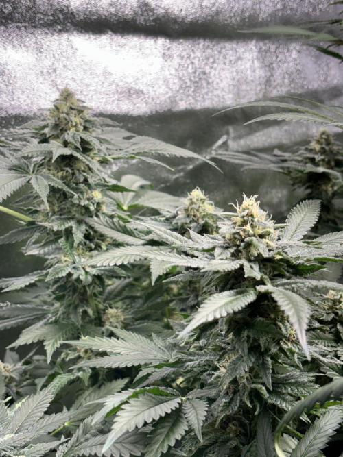 #13 Skywalker OG (Zamnesia Seeds). Week 14 - n2