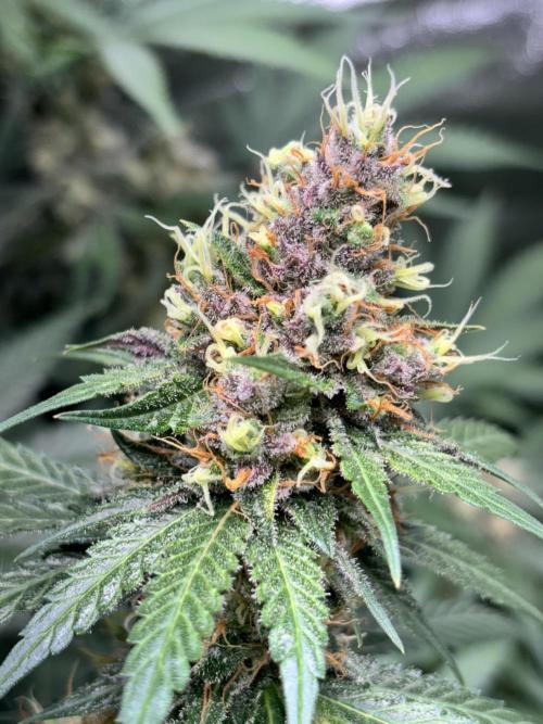 #14 - Barney's LSD Feminsed. Week 13