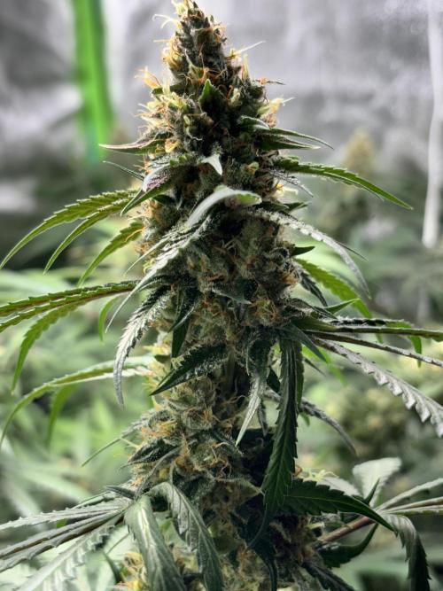 #14 - Barney's LSD Feminsed. Week 13