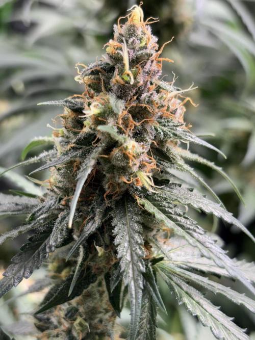 #14 - Barney's LSD Feminsed. Week 13