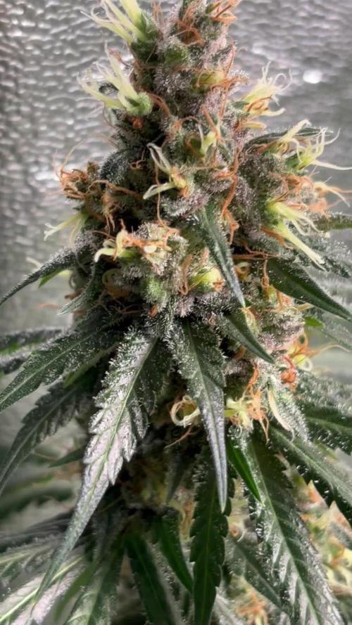 #13 Skywalker OG (Zamnesia Seeds)