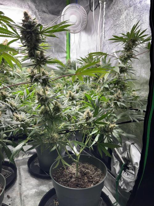 #13 Skywalker OG (Zamnesia Seeds). Week 15 - n3