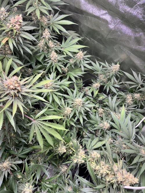 #13 Skywalker OG (Zamnesia Seeds). Week 15 - n2