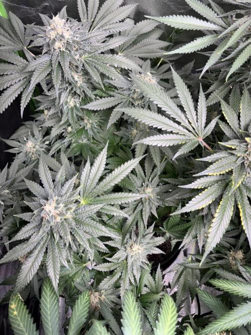 #13 Skywalker OG (Zamnesia Seeds). Week 15 - n1