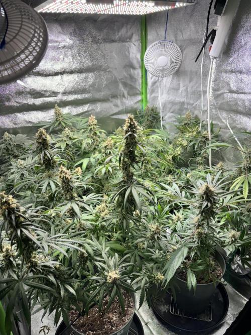 #14 - Barney's LSD Feminsed. Week 14 - tent view