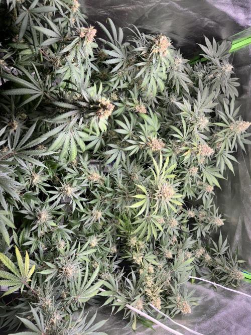 #14 - Barney's LSD Feminsed. Week 14