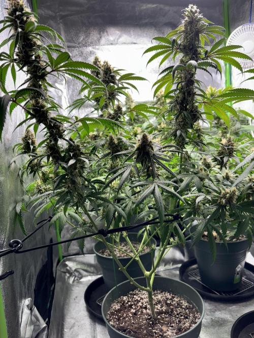 #14 - Barney's LSD Feminsed. Week 14